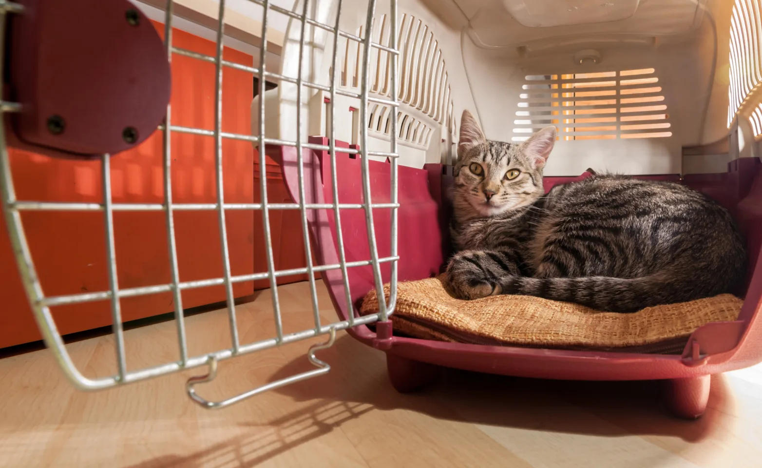 Cat laying in kennel